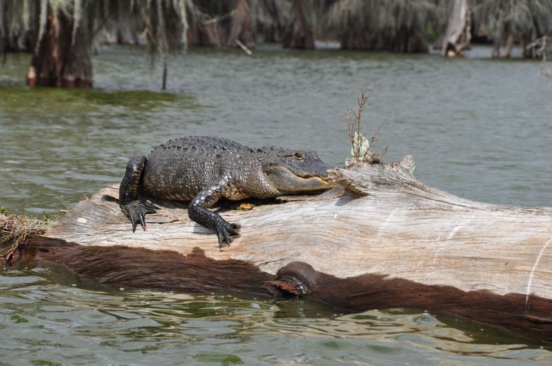 Stay Alert Around Louisiana's Waterways