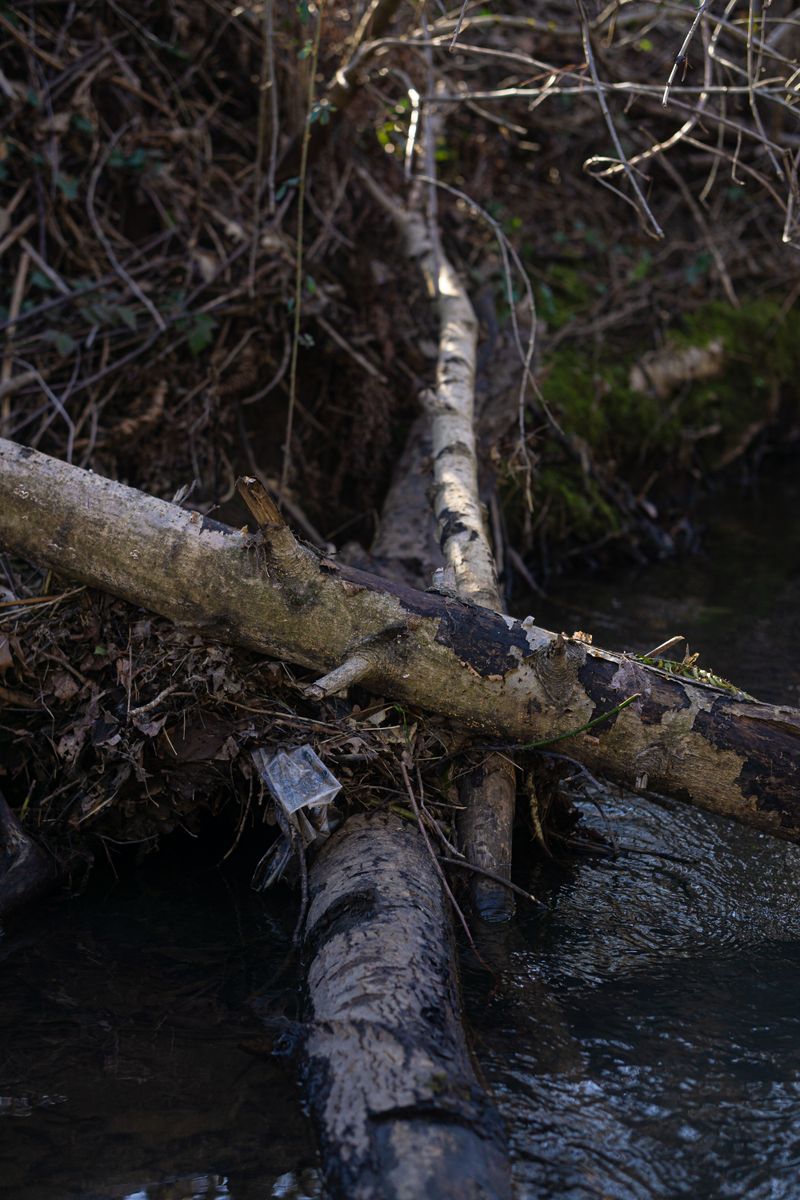 Be Extra Careful Around Fallen Logs and Debris