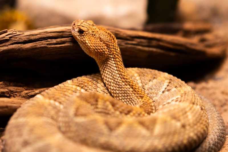 Give Snakes an Escape Route