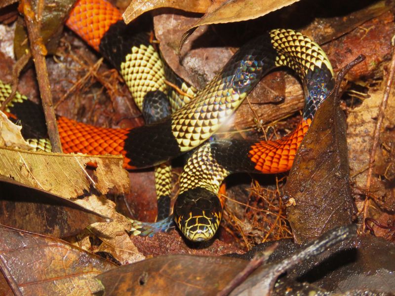 Coral Snakes Would Rather Avoid Your Dog