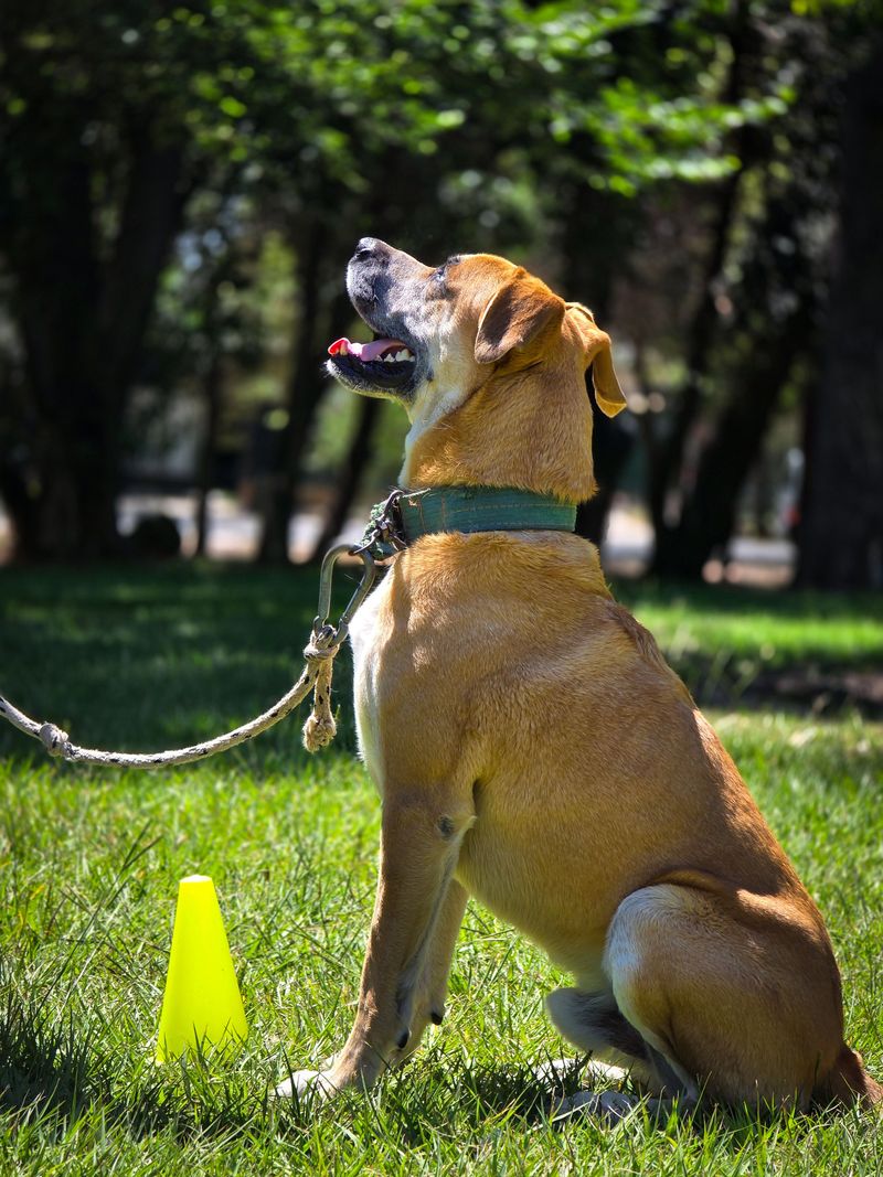 Consider Rattlesnake Avoidance Training