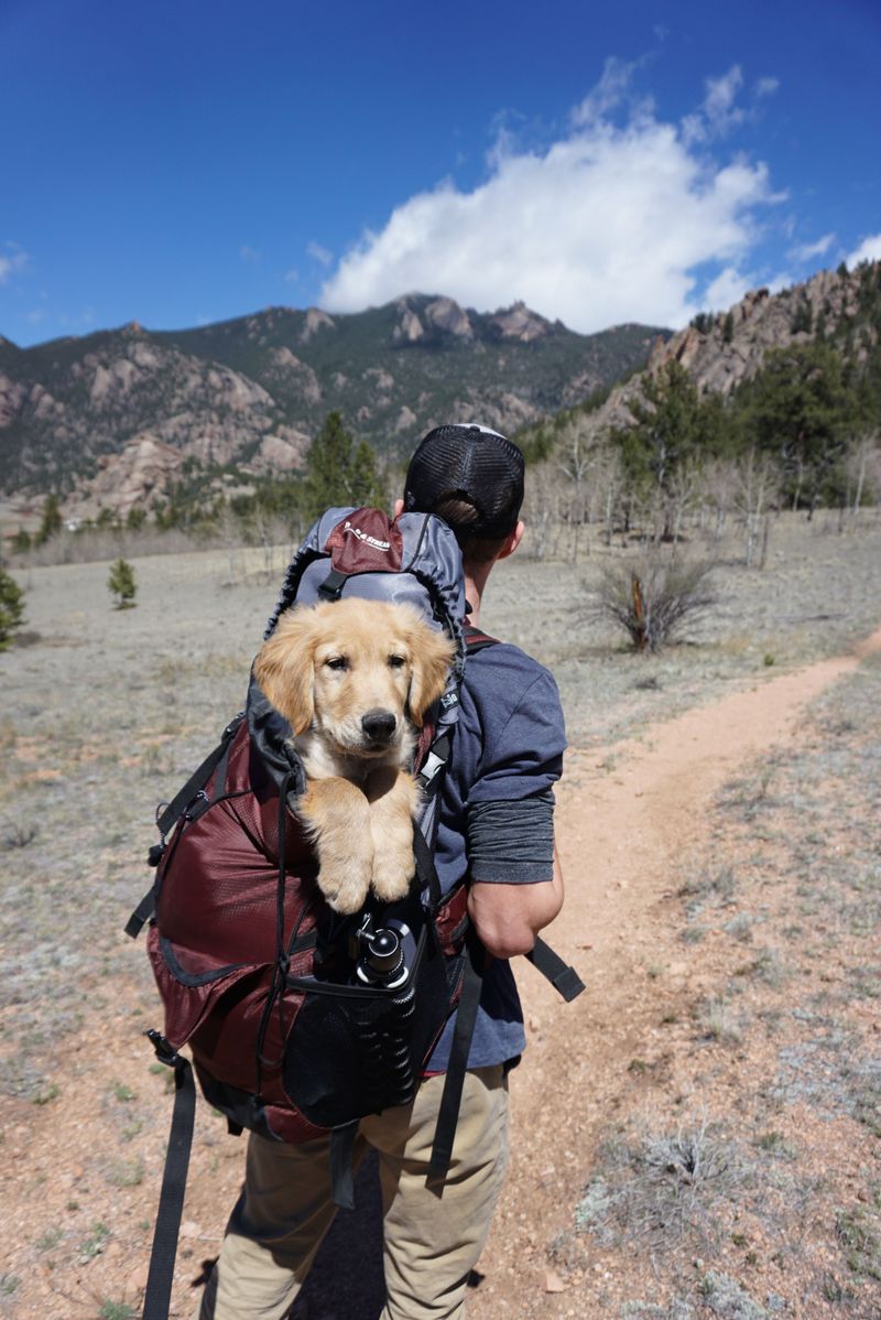 Keep Your Dog Calm