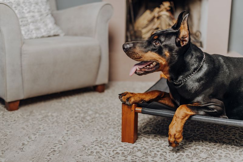 Is There Enough Indoor Space for a Large Dog?