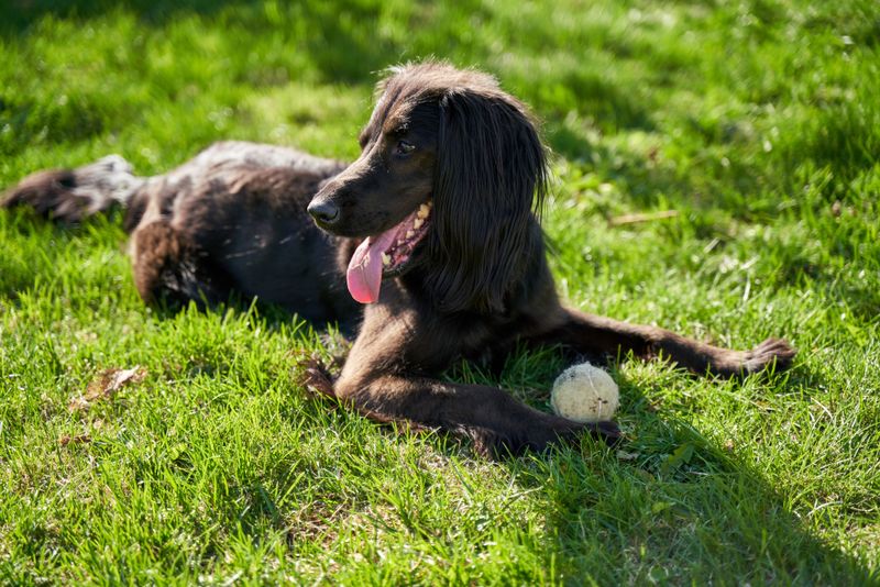 Boykin Spaniel