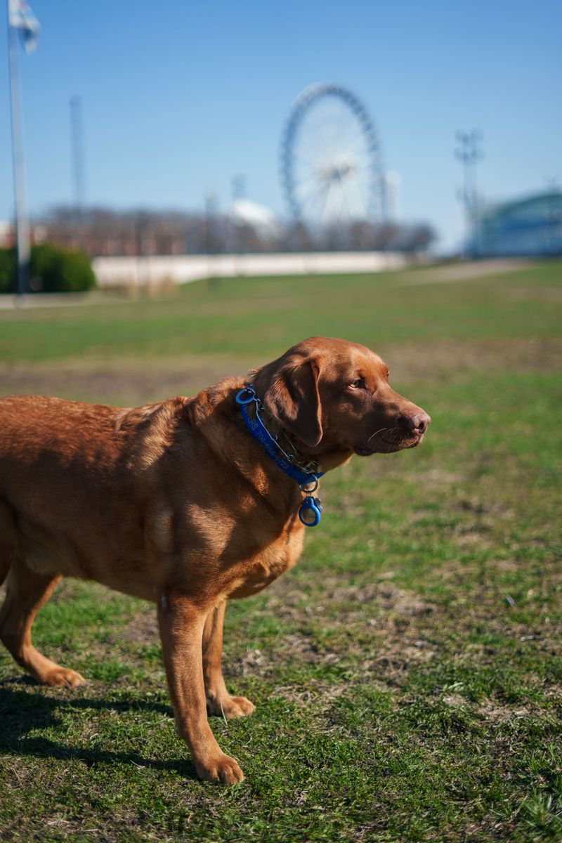 Chicago Dog Registration Has Its Own Fee Structure