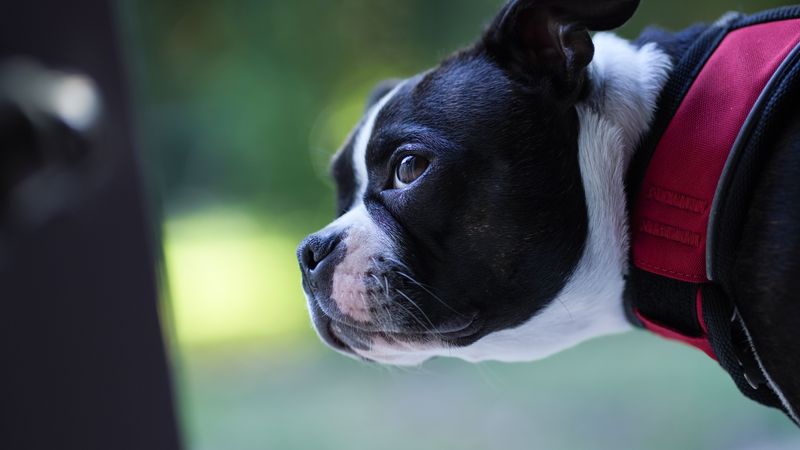 Leashes, Harnesses And Collars