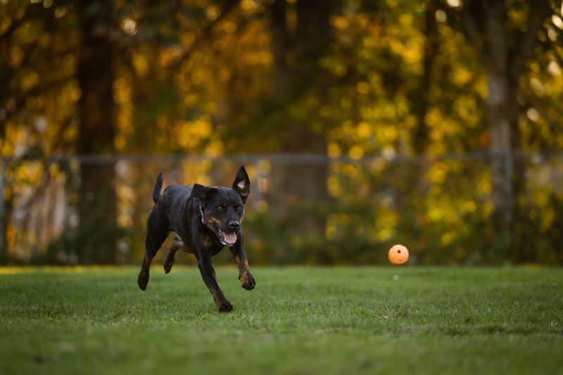 Some Parks Want More Than Rabies Records