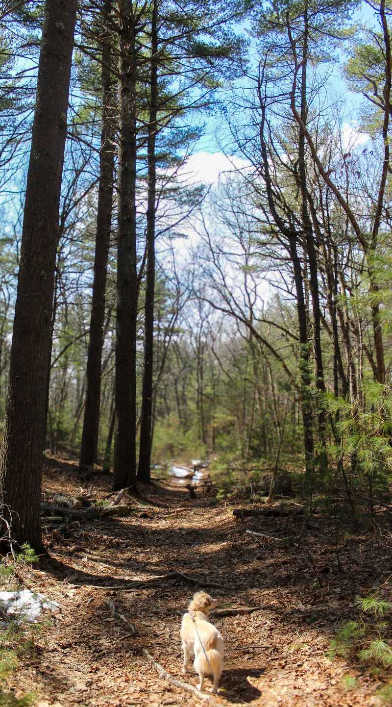 Trails and Wooded Paths Replace Pavement Loops