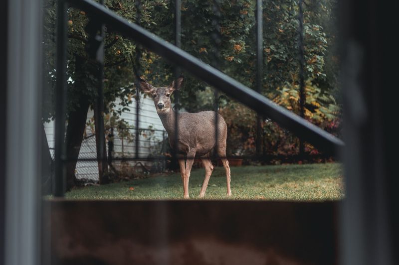 Deer Trails Can Bring Ticks Closer to Home