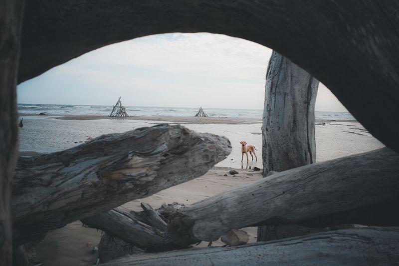 Never Let Dogs Play Under Driftwood