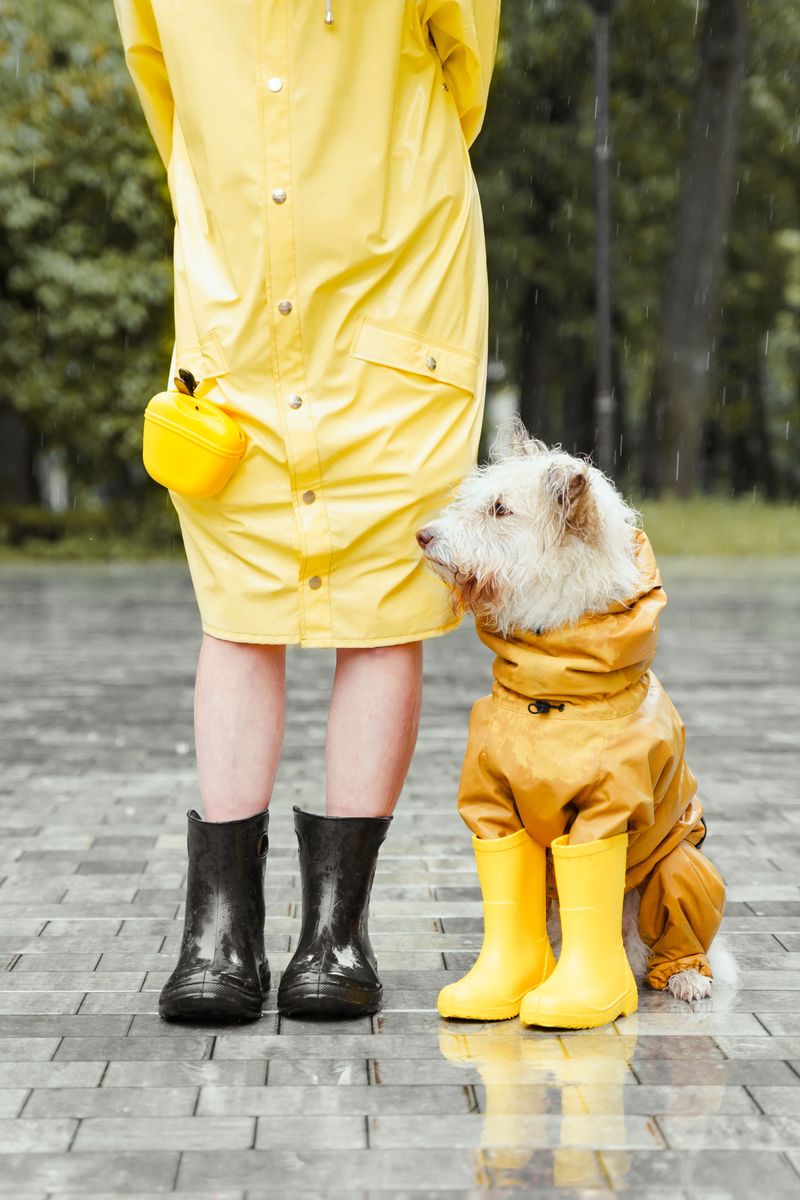 Paw Protection Can Help Some Dogs
