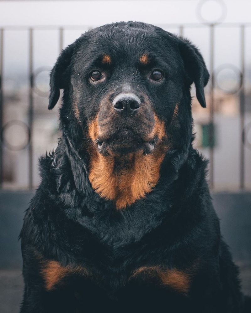 Rottweiler