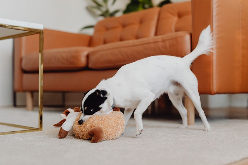 Indoor Enrichment Fills the Gaps Between Outings