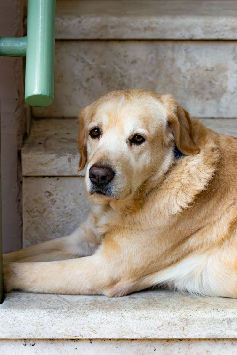 When Paws Pause: Handling Hesitation And Slips