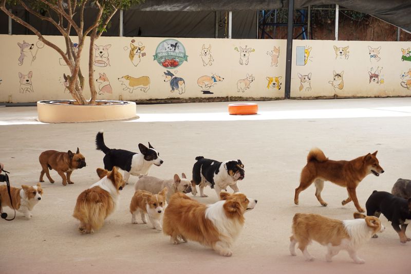 Dog Daycare
