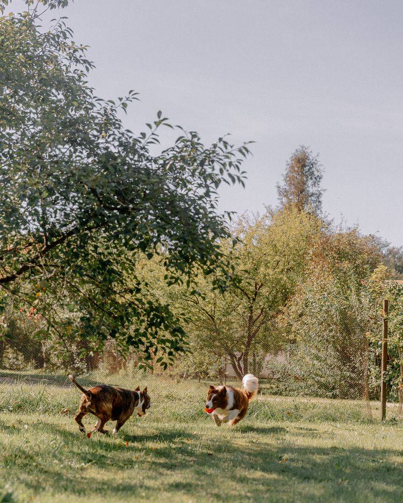 More Dogs Can Mean More Acreage Expenses