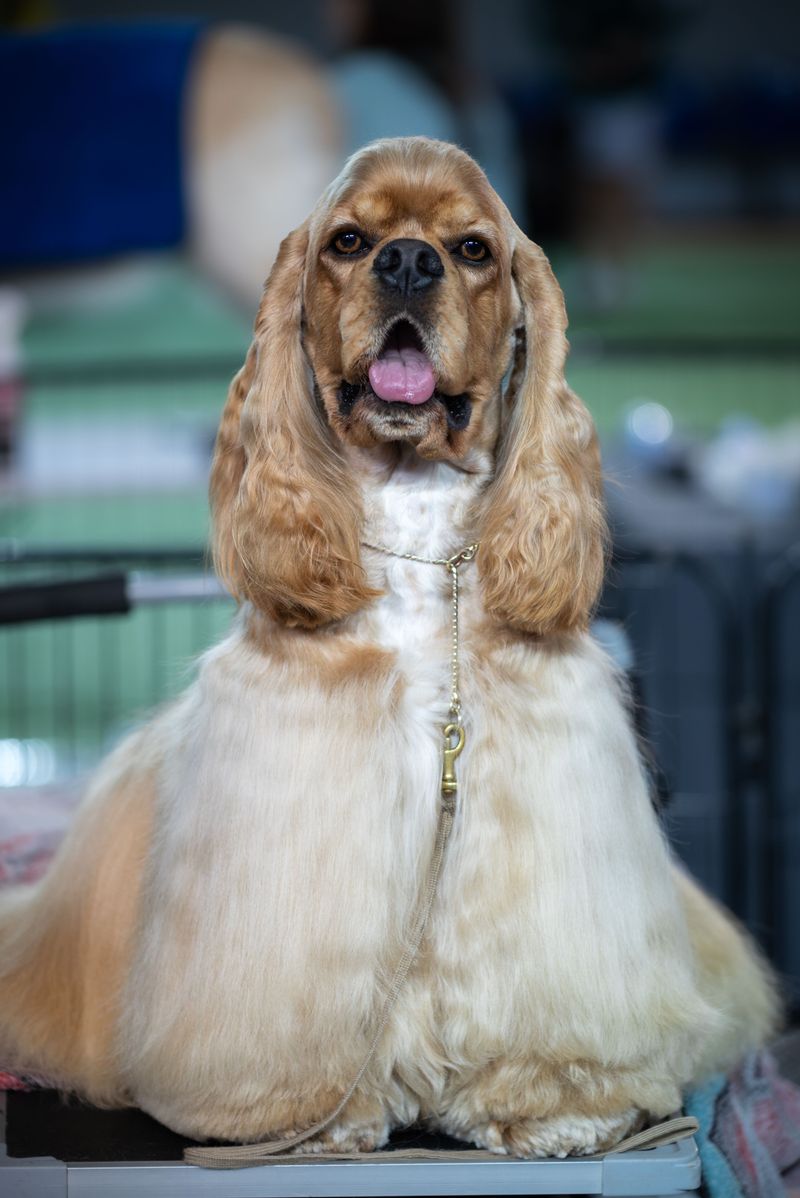 American Cocker Spaniel