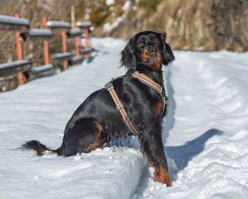 Gordon Setter