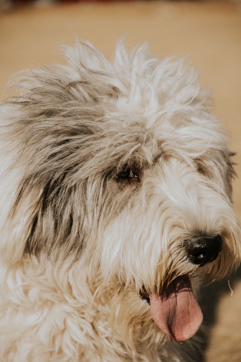Old English Sheepdog