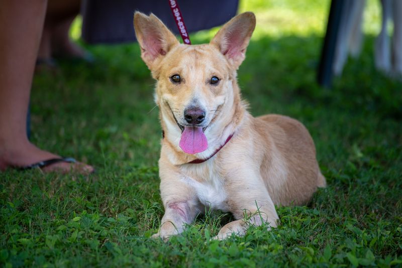 Mixed-Breed Rescue Dog