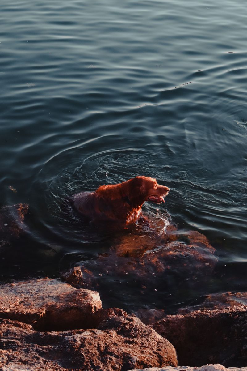 Nova Scotia Duck Tolling Retriever: Playful Shore Performer