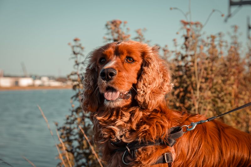 Clumber Spaniel: Slow and Thorough