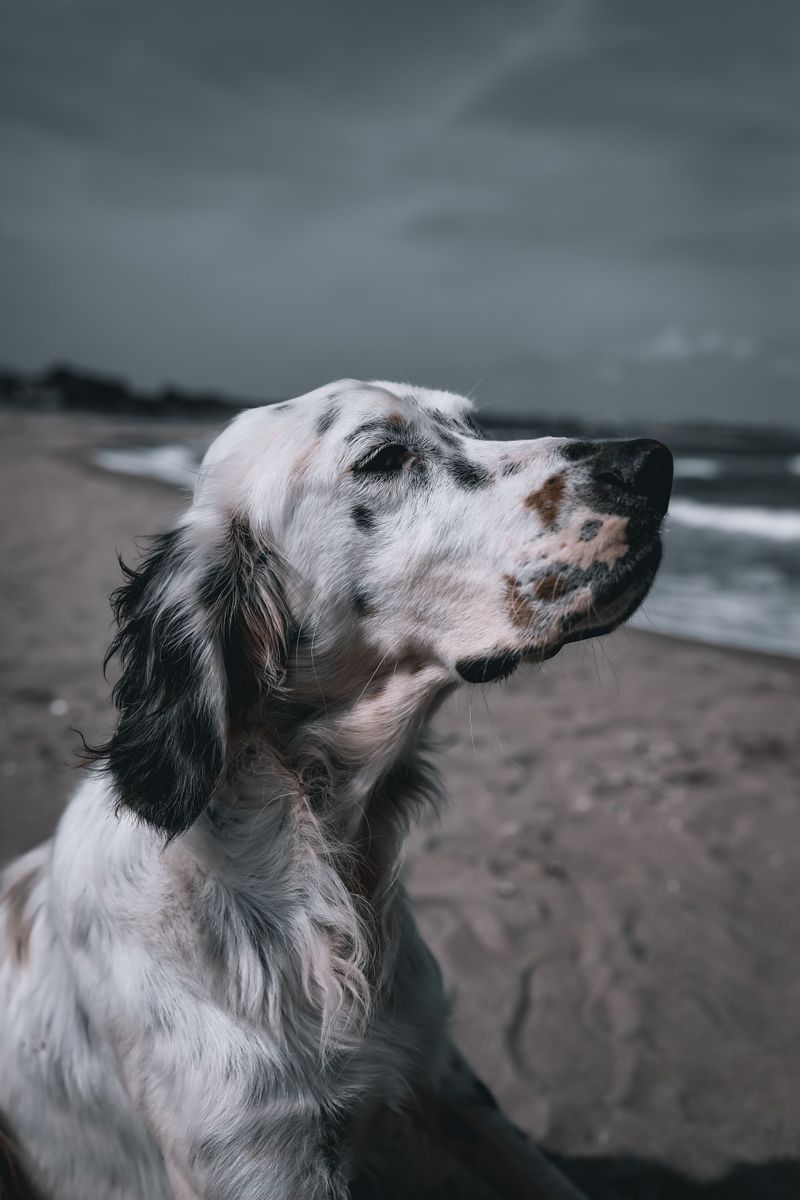 English Setter