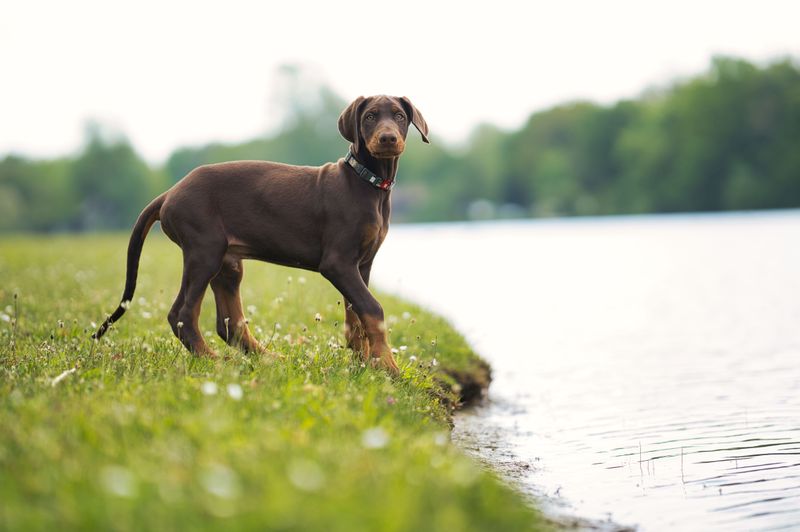 Off-Leash Freedom In Unfenced Territory