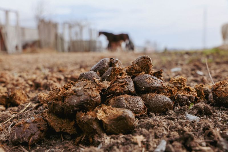 Watch for Horse Droppings