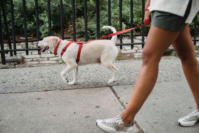 Use a Secure Leash During Post-Storm Walks