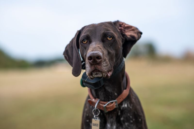 Have Identification On Your Dog At All Times