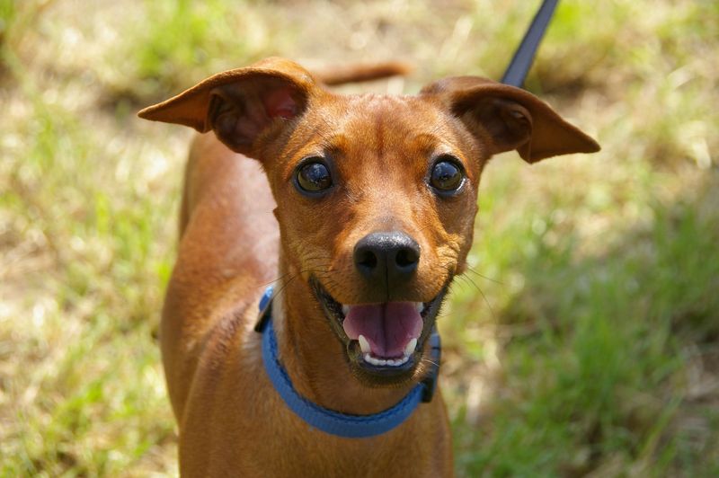 Keep a Recent Photo of Your Dog