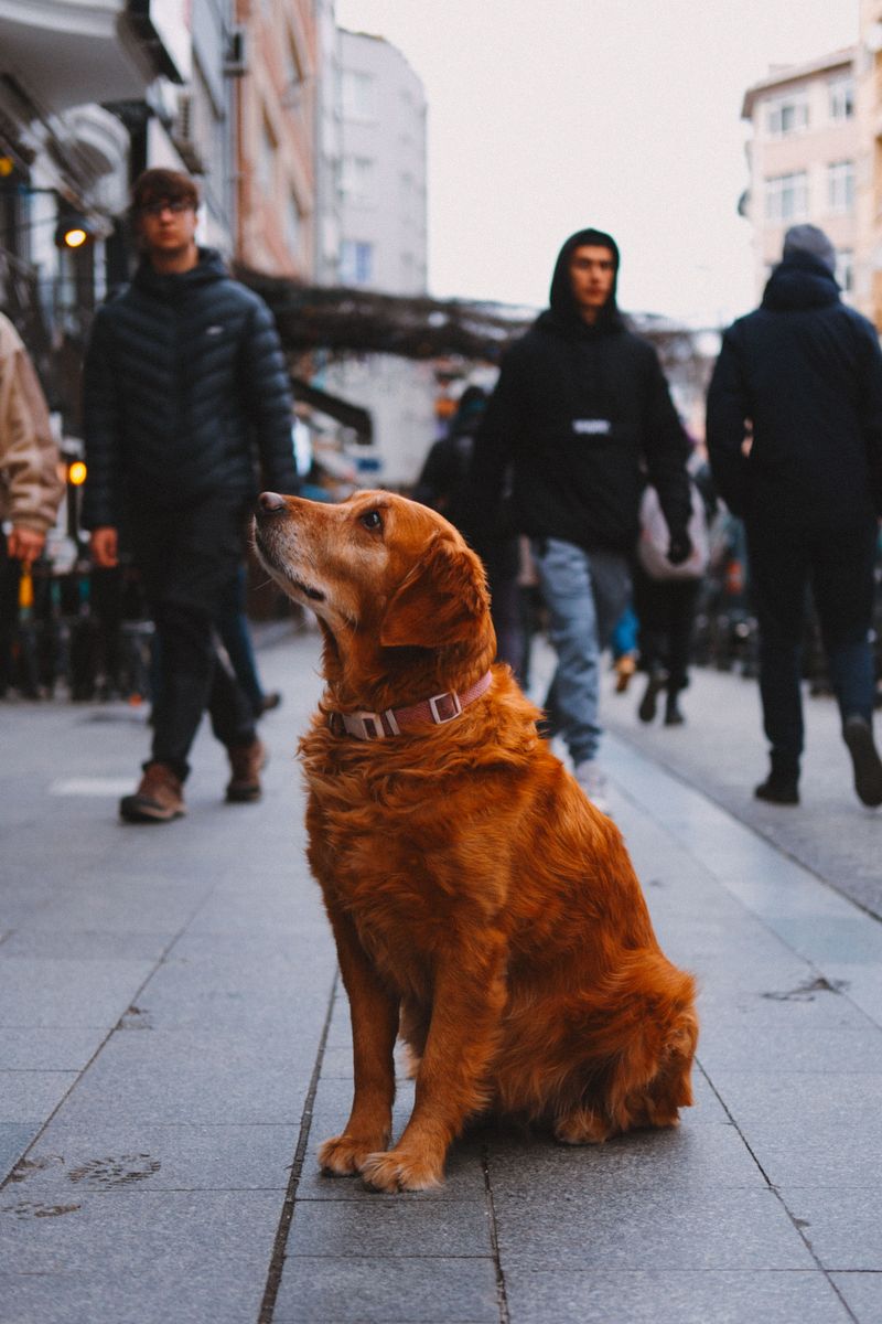 Crowds Can Knock A Wobbly Dog Off Balance