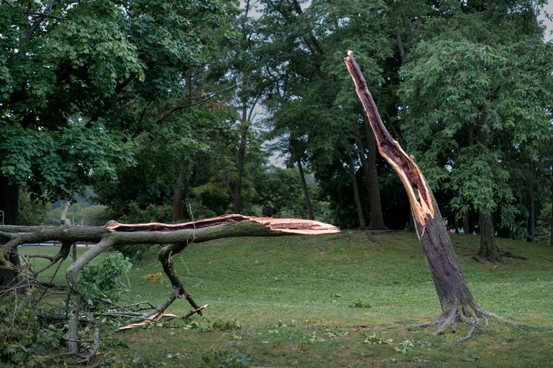 Loose Branches In The Yard