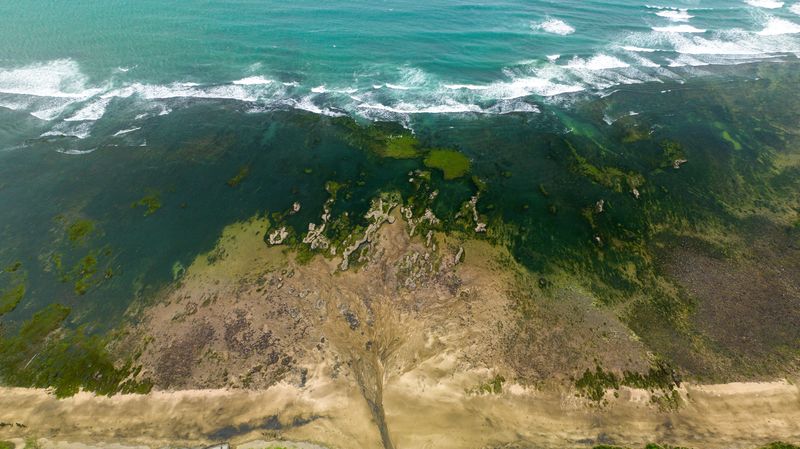 Blooms Move With Wind, Tide, And Current