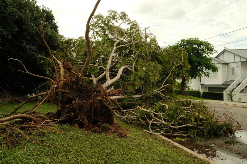 Leaning or Partially Uprooted Trees