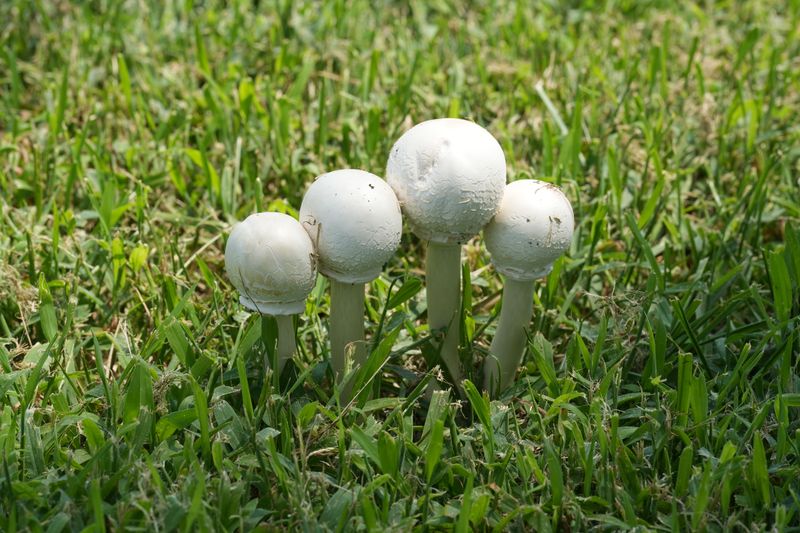 Keep Dogs Away From Unknown Mushrooms