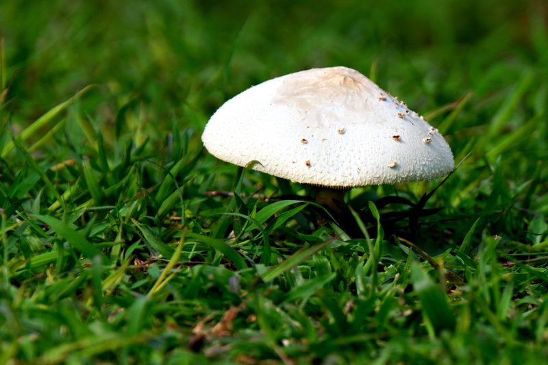 Mushrooms Growing in Lawns Need Attention