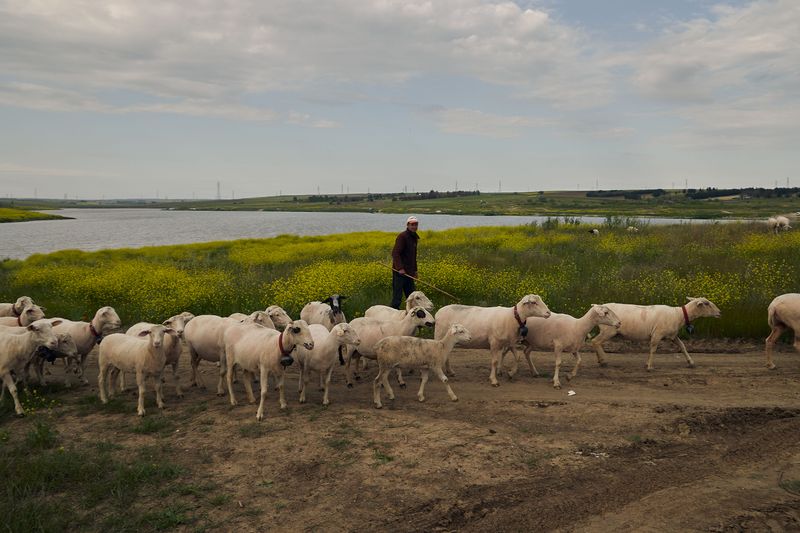 Sheep Follow a Different Standard