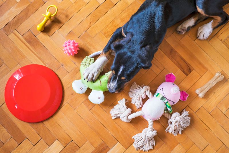 Treat-Dispensing Toys Earn Their Keep
