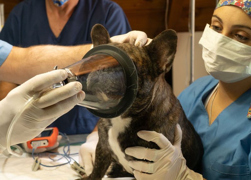 Know Which Specialists Your Dog May Need