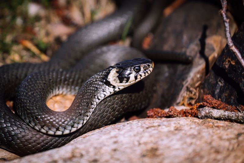Snake Awareness Becomes Second Nature