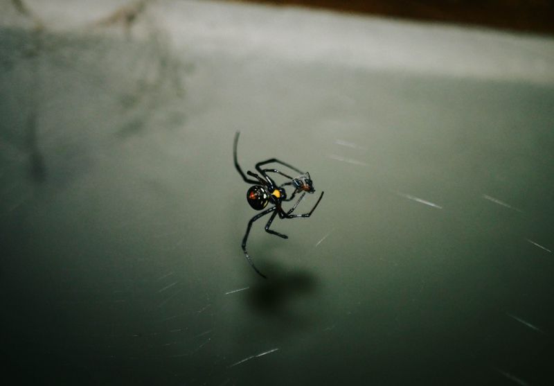 Black Widows Hide in Quiet Yard Corners