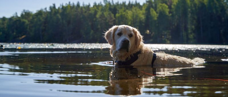 Golden Retriever: Sunshine With Webbed Feet