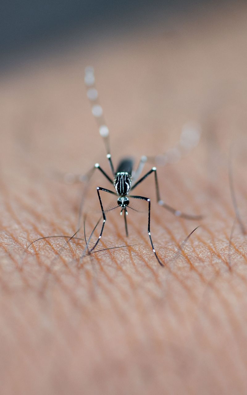 Mosquitoes Can Affect Dogs Too
