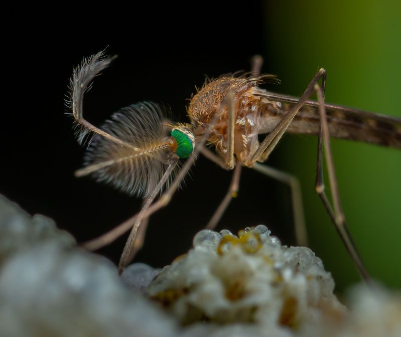 Mosquitoes Make Heartworm Prevention Essential