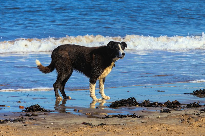 Saltwater And Mud Can Affect Your Dog's Paws