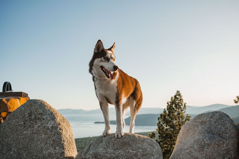 Prepare Your Dog For High Elevation