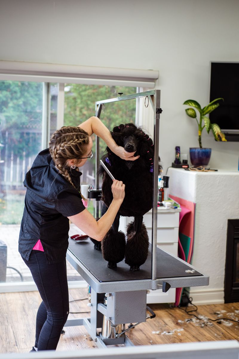 Grooming Can Be a Bigger Difference for Some Dogs