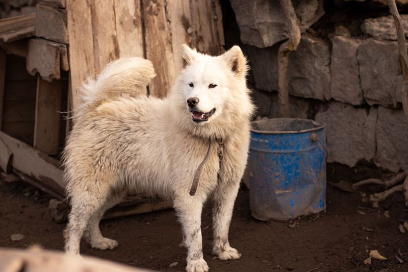 Why Tethering Does Not Replace Proper Shelter
